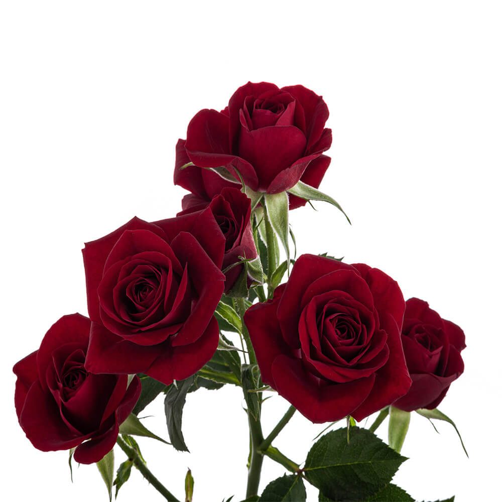 Mini Roses