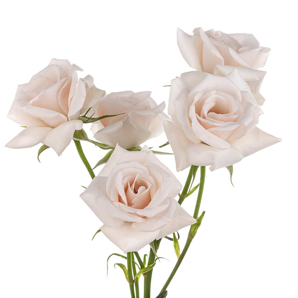 Mini Roses