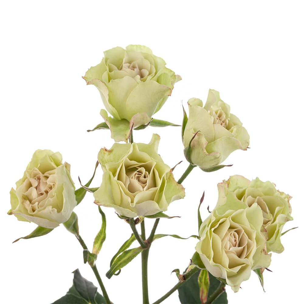 Mini Roses