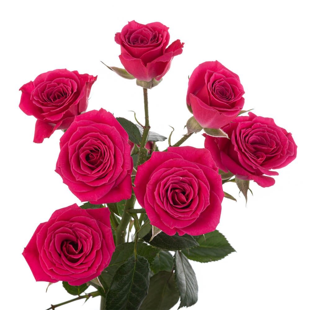 Mini Roses