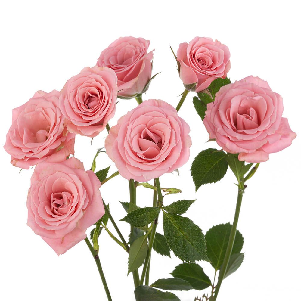 Mini Roses