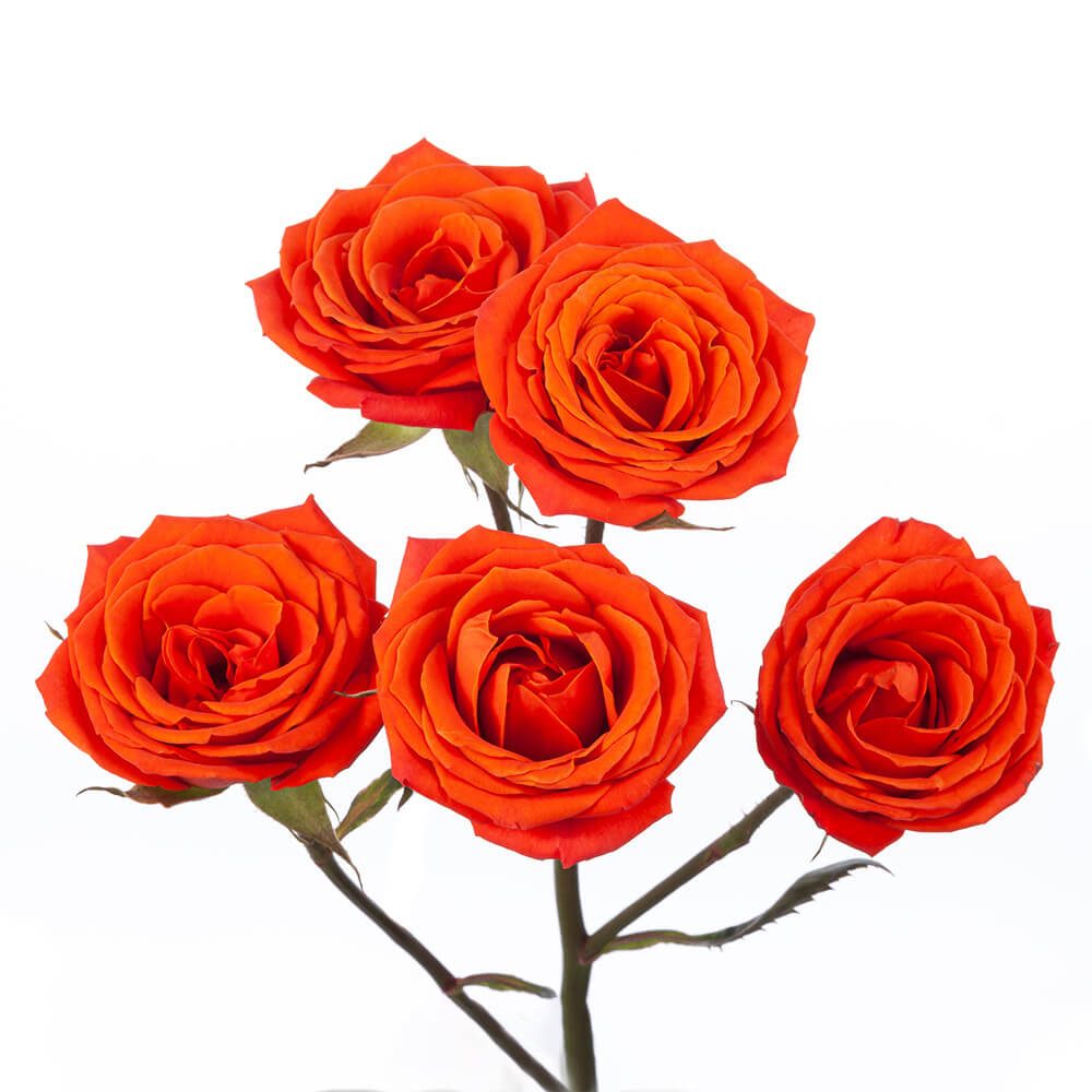 Mini Roses