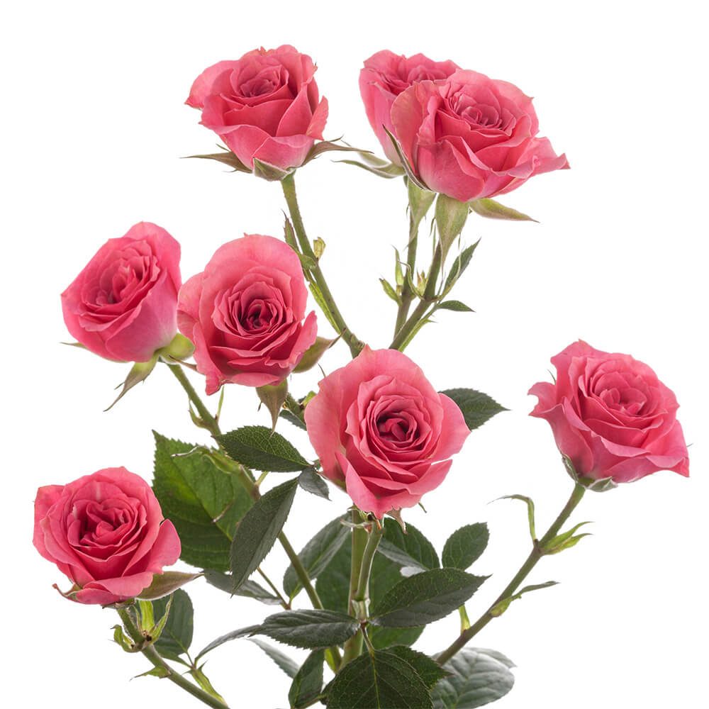 Mini Roses