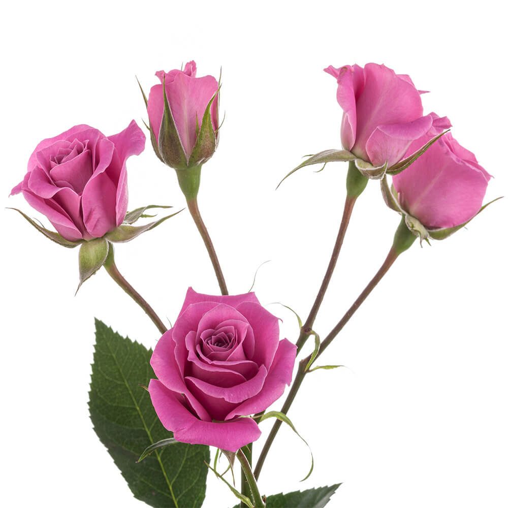 Mini Roses