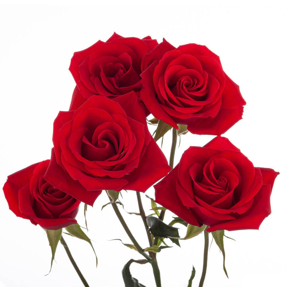 red mini roses