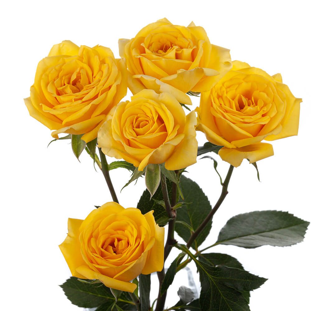 Mini Roses