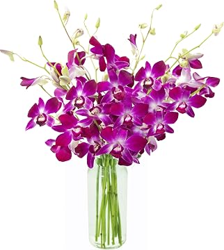 Fresh Cut Dendobium Orchids