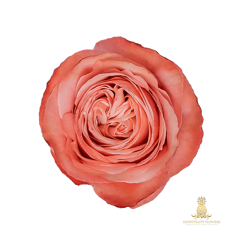 Garden Roses Coral Peach / One Time Buy