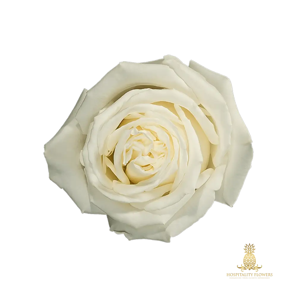 Garden Roses White / One Time Buy