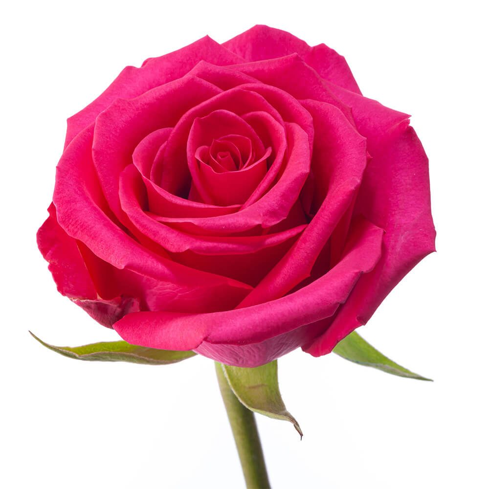 hot pink rose