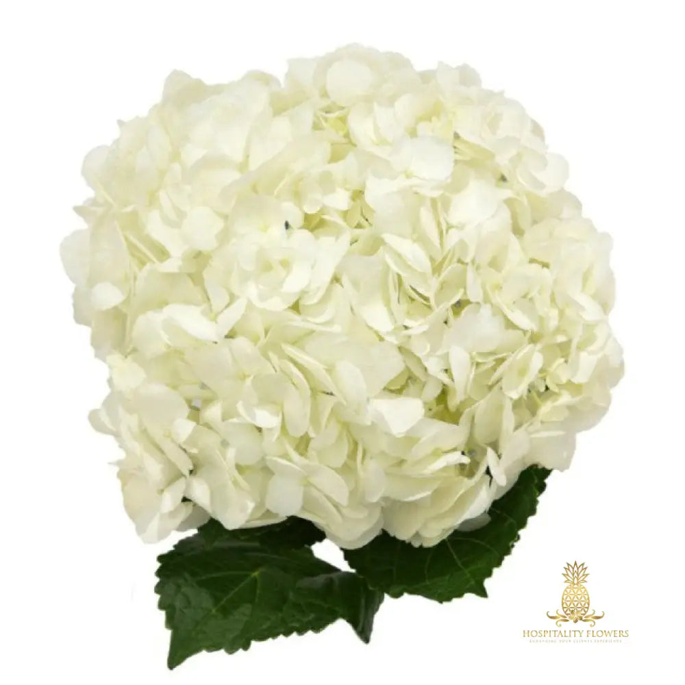 white-hydrangea