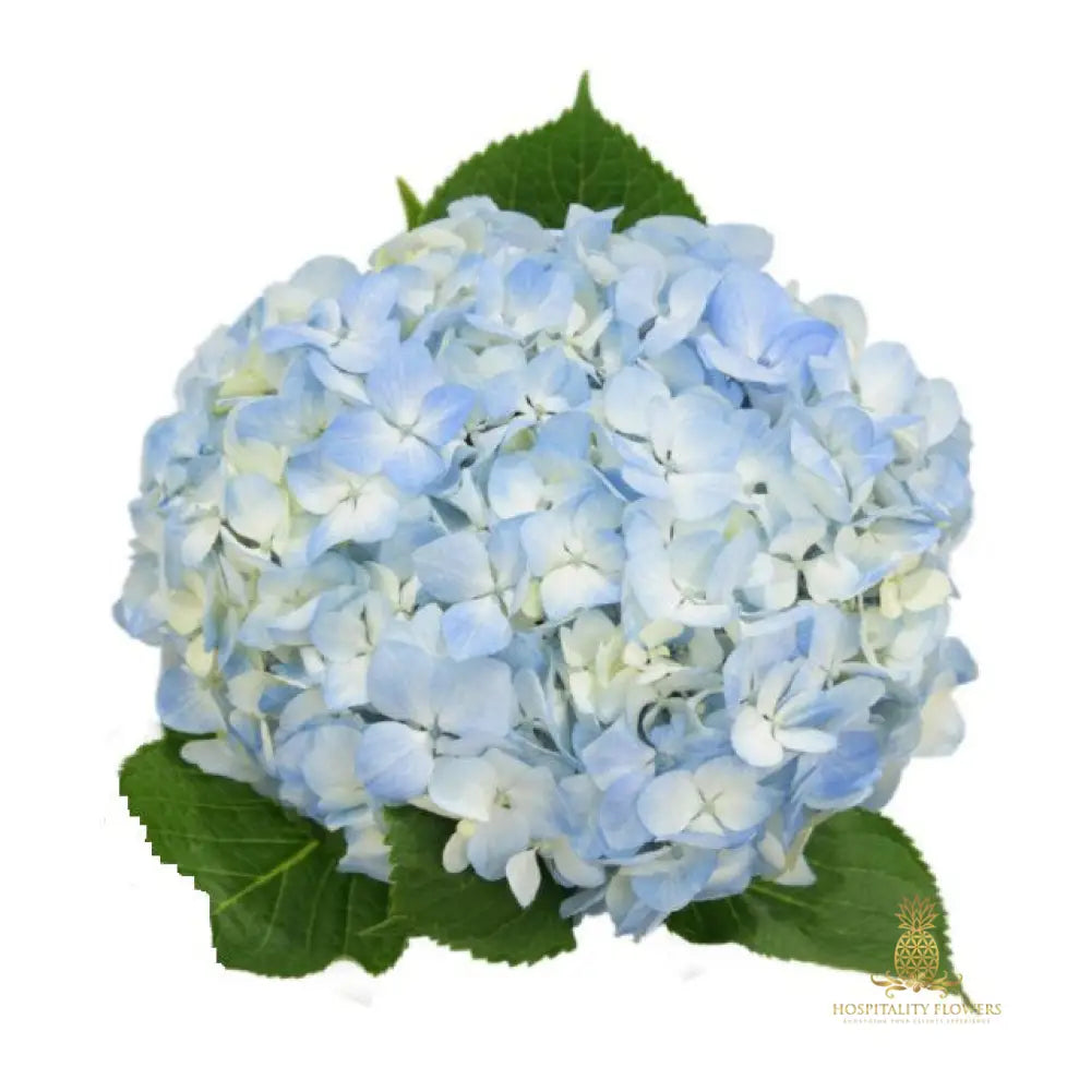 Hydrangea White Or Light Blue 30 Stems / One Time Buy