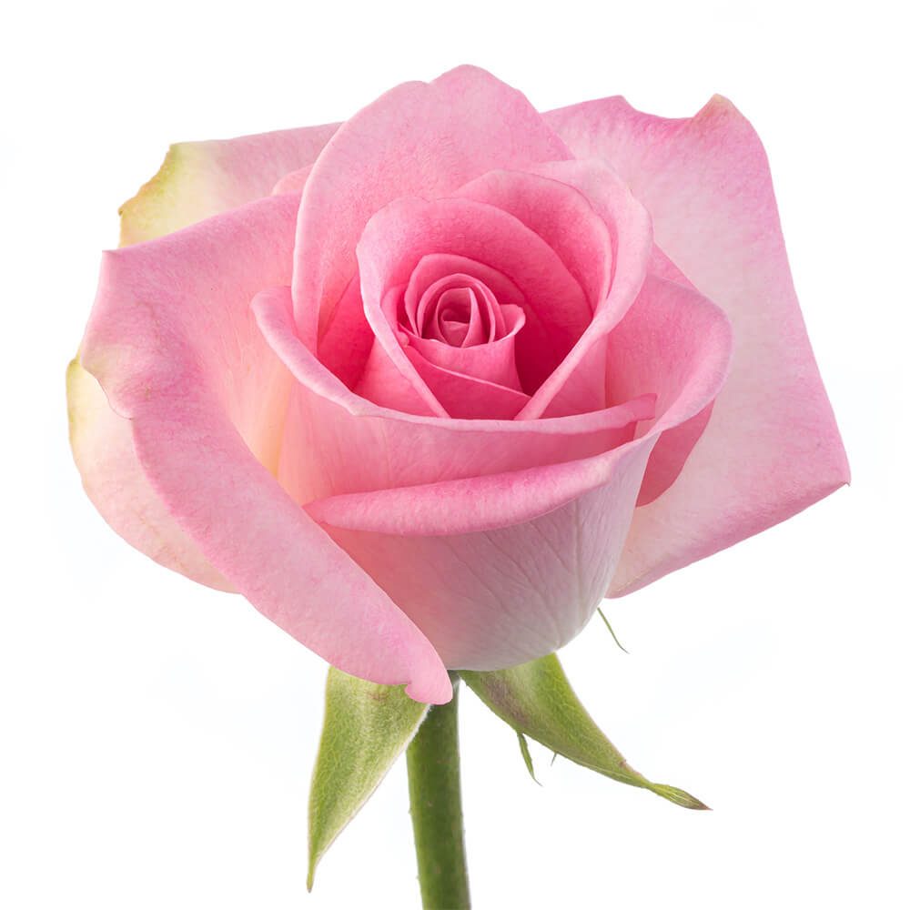 light pink rose