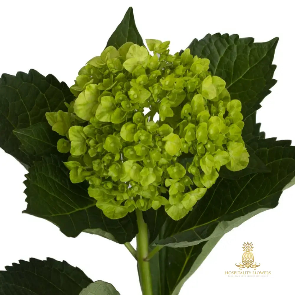 mini-dark-green-hydrangea