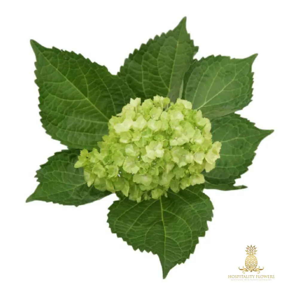 mini-green-hydrangea