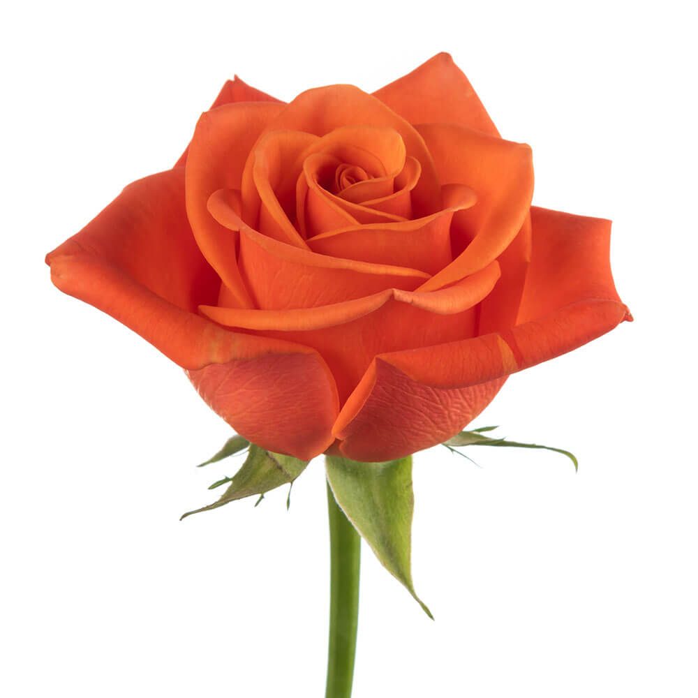 orange rose