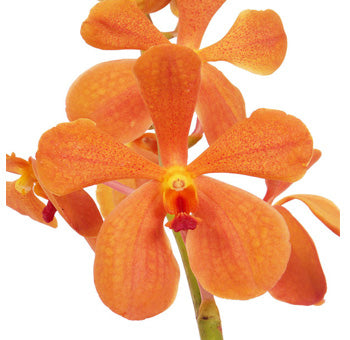 Fresh Cut Mokara Orchids
