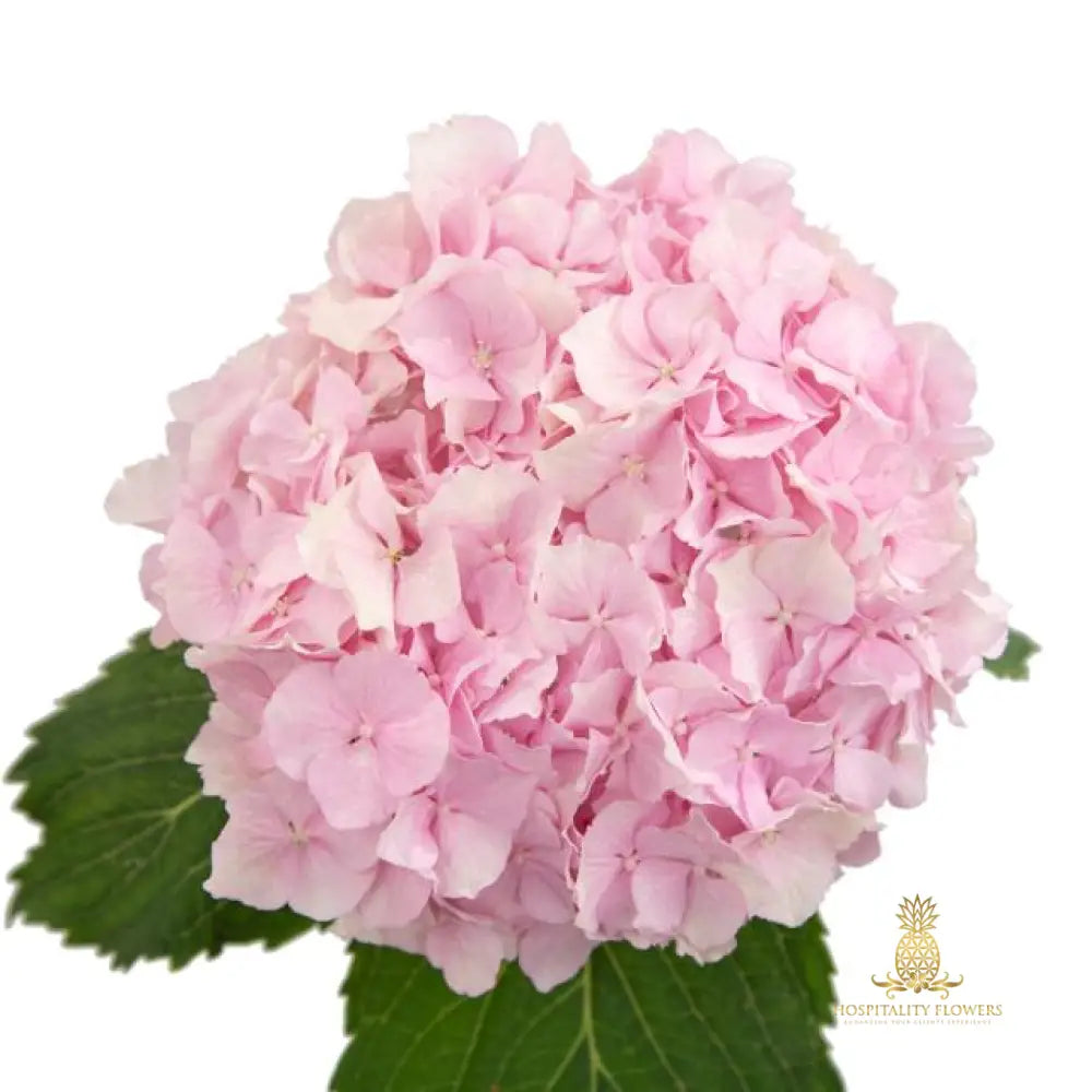 natural-pink-hydrangea