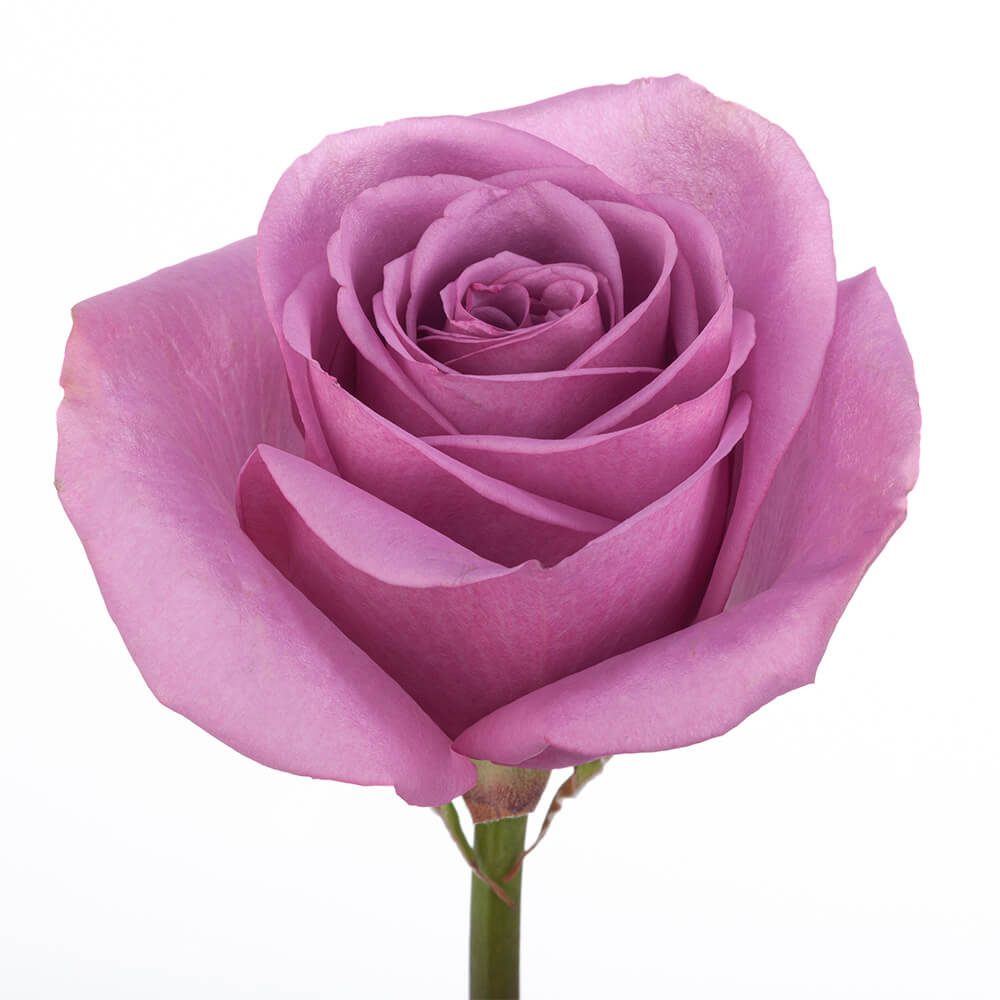 purple rose