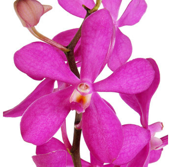 Fresh Cut Mokara Orchids