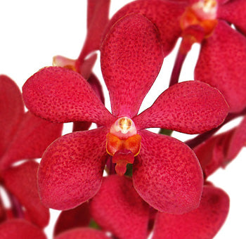 Fresh Cut Mokara Orchids