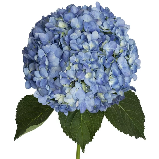 shocking-blue-hydrangea