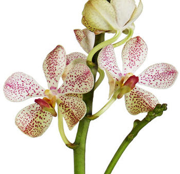 Fresh Cut Mokara Orchids