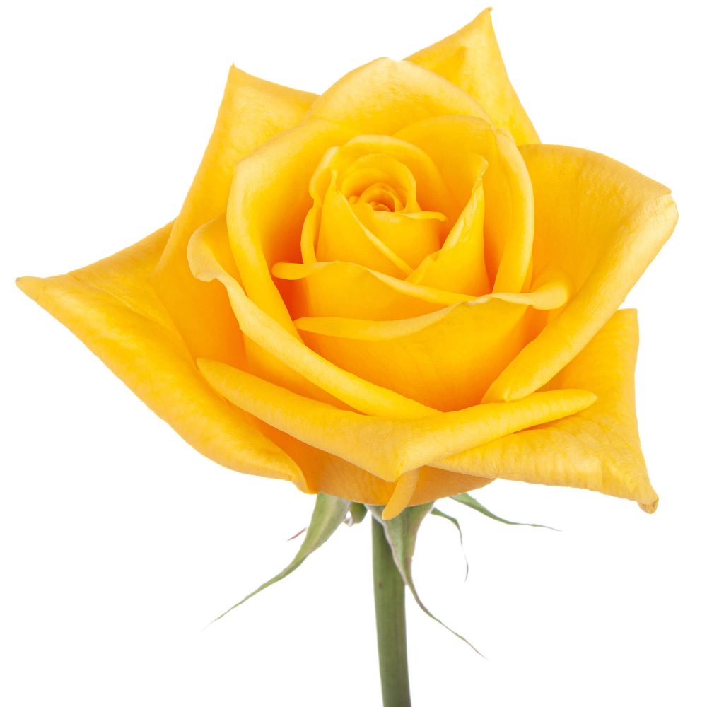 yellow rose