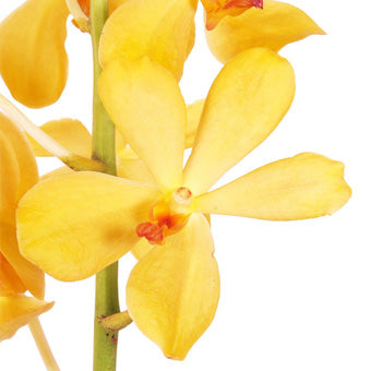 Fresh Cut Mokara Orchids